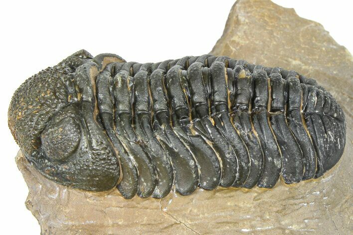 Detailed Phacopid (Morocops) Trilobite - Foum Zguid, Morocco #363136